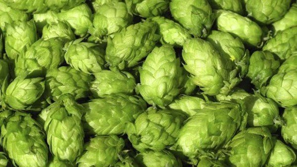 Verse hopbellen